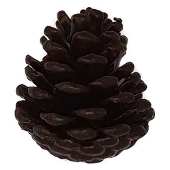 Pinecone Chocolate