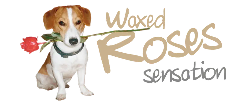 Logo van Waxed Roses Sensation: een Jack Russell met een rode roos in de bek