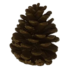 Pinecone Olive