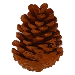 Waxed pinecone Orange