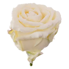 Waxed rose W33 Snowy White, VIP Edition