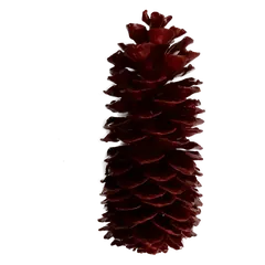 Waxed sugarpine Burgundy