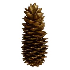 Waxed sugarpine Gold