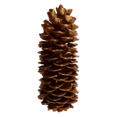 Waxed sugarpine Copper