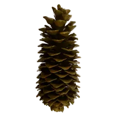 Waxed sugarpine Olive