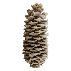Waxed sugarpine Snow