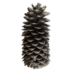 Waxed sugarpine Silver