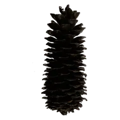 Waxed sugarpine Black