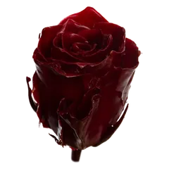 Waxed rose W1 Burgundy, Athena, front view