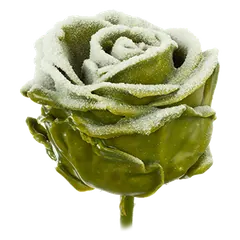 Waxed rose W102 Snowy Olive, VIP Edition