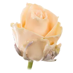 Waxed rose W11 Oceana, Athena, front view