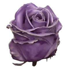 Waxed rose W12 Milka, Avalanche, front view
