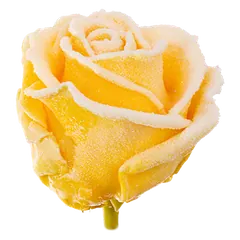 Waxed rose W139 Snowy Yellow, VIP Edition