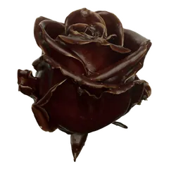 Waxed rose W14 Chocolate, Avalanche, front view