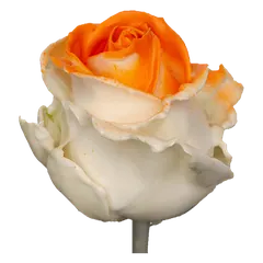 Waxed rose W15 White & Orange, Avalanche, front view