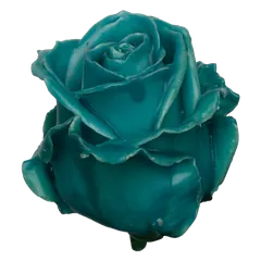 Waxed rose W17 Turquoise, Avalanche, front view