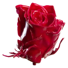 Waxed rose W18 Cerise Pink, Athena, front view