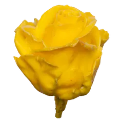 Waxed rose W19 Yellow, Avalanche, front view