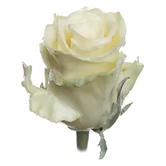 Waxed rose W2 White, Athena, front view