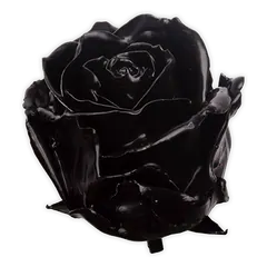 Waxed rose W20 Black, Avalanche, front view