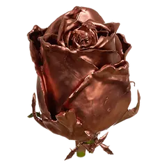 Waxed rose W21 Copper, Athena, front view