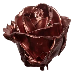 Waxed rose W21 Copper, Avalanche, front view