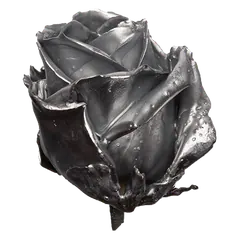 Waxed rose W22 Silver, Avalanche, front view