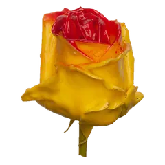 Waxed rose W24 Yellow & Red, Avalanche, front view