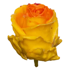 Waxed rose W25 Yellow & Orange, Avalanche, front view