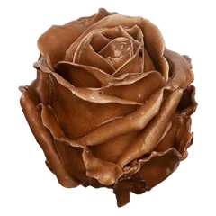 Waxed rose W26 Caramel, Avalanche, front view