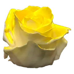 Waxed rose W27 White & Yellow, Avalanche, front view