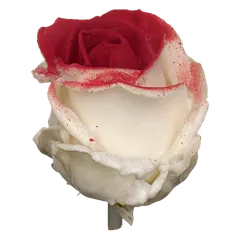 Waxed rose W28 White & Red, Avalanche, front view