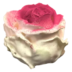 Waxed rose W29 White & Cerise, Avalanche, front view
