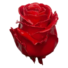Waxed rose W3 Light Red, Avalanche, front view
