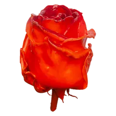 Waxed rose W30 Orange & Red, Avalanche, front view