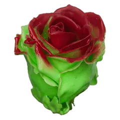 Waxed rose W31 Mint & Red, Avalanche, front view