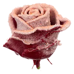 Waxed rose W40 Snowy Burgundy & Orange, VIP Edition
