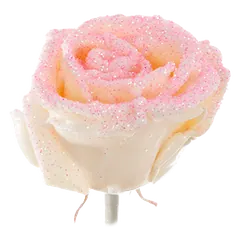 Waxed rose W44 Snowy White & Pink, VIP Edition