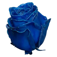 Waxed rose W5 Blue, Avalanche, front view