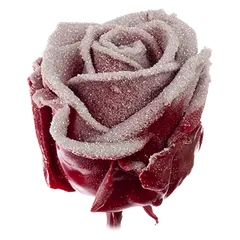 Waxed rose W51 Snowy Burgundy & Silver, VIP Edition