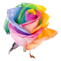 Waxed rose W52 Rainbow, VIP Edition