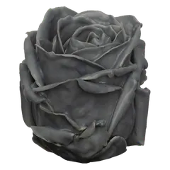 Waxed rose W53 Grey, Avalanche, front view