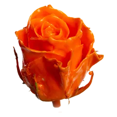 Waxed rose W6 Orange, Athena, front view