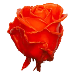 Waxed rose W6 Orange, Avalanche, front view