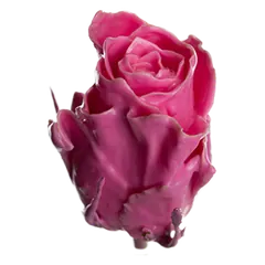 Waxed rose W7 Light Pink, Athena, front view