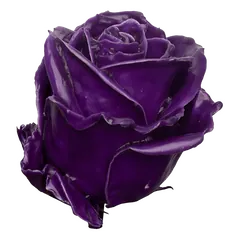 Waxed rose W8 Purple, Avalanche, front view