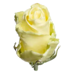 Waxed rose W9 Cream, Athena, front view