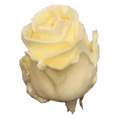Waxed rose W9 Cream, Avalanche, front view