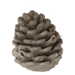 Pinecone White